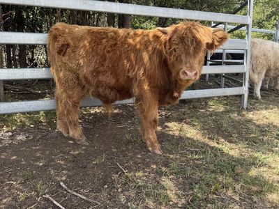 Highland Cattle Calf - Reddish Brown, Young Heifer/Steer