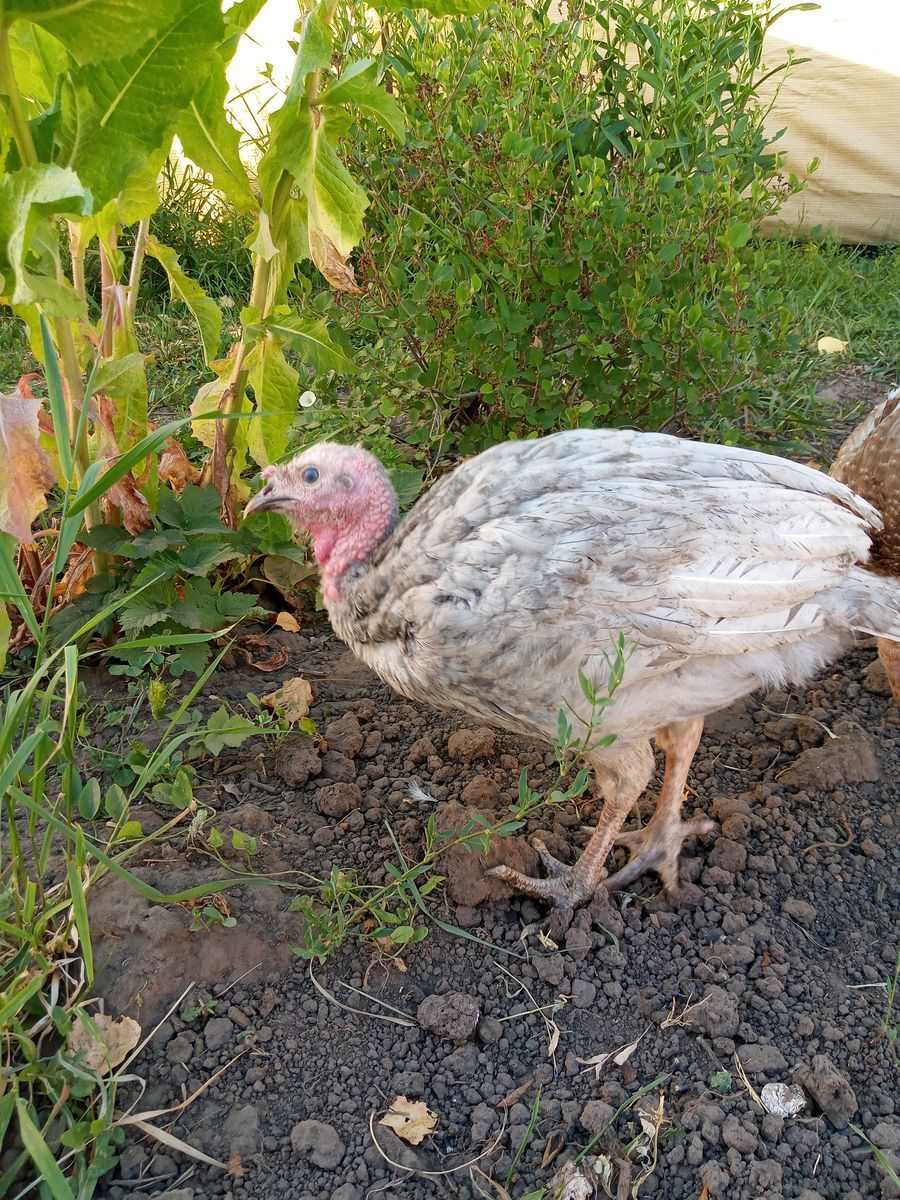 Heritage Turkey Poults Blue Slate/RedBourbon
