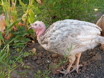 Heritage Turkey Poults Blue Slate/RedBourbon