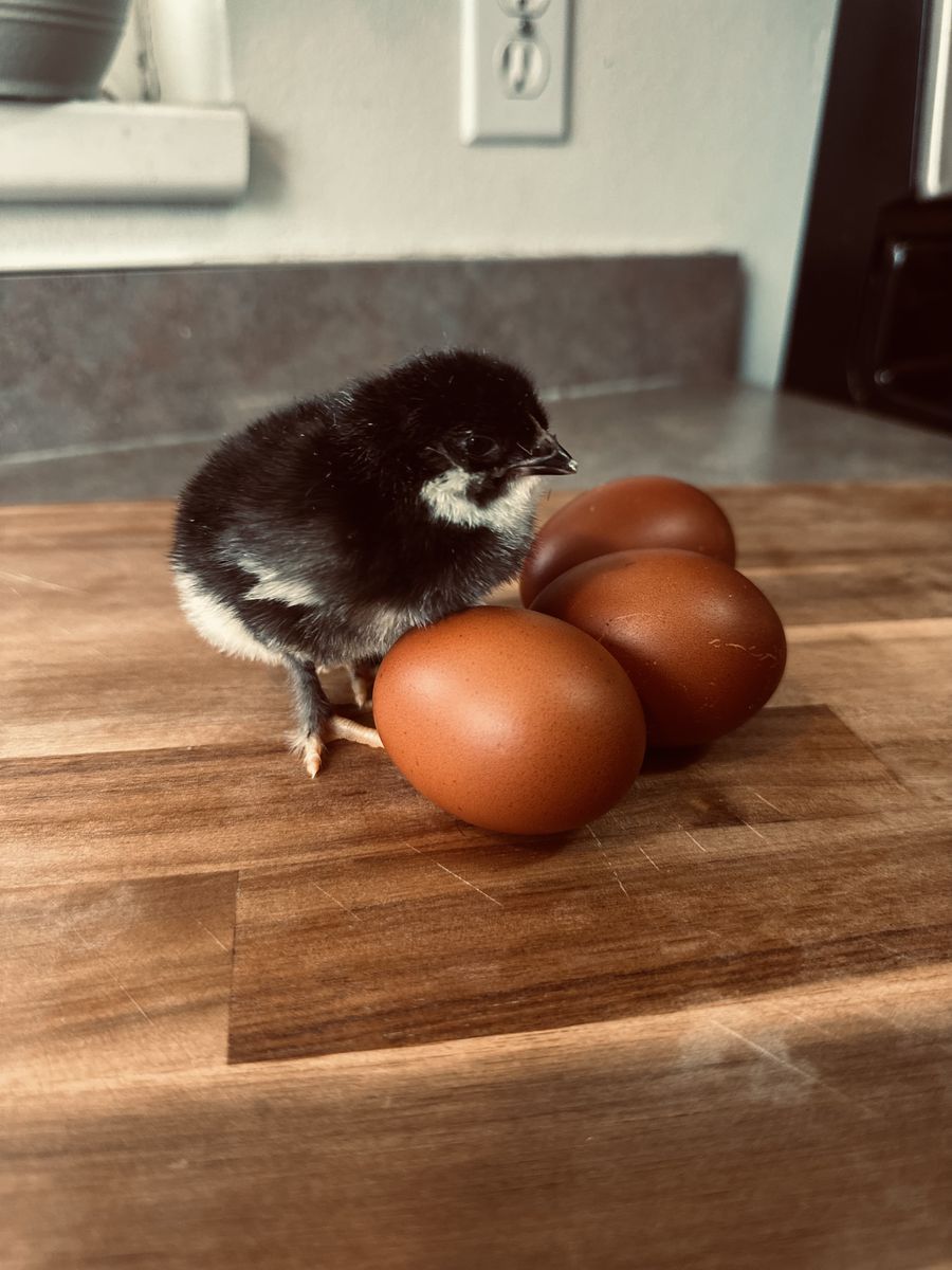 Black Copper Maran Chicks / F2 olive eggers