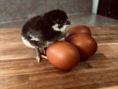 Black Copper Maran Chicks / F2 olive eggers