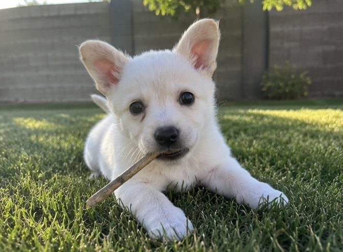 Border collie mix puppy