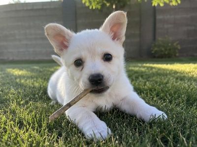 Border collie mix puppy