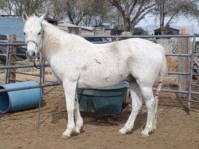 15 Year Old Gelding