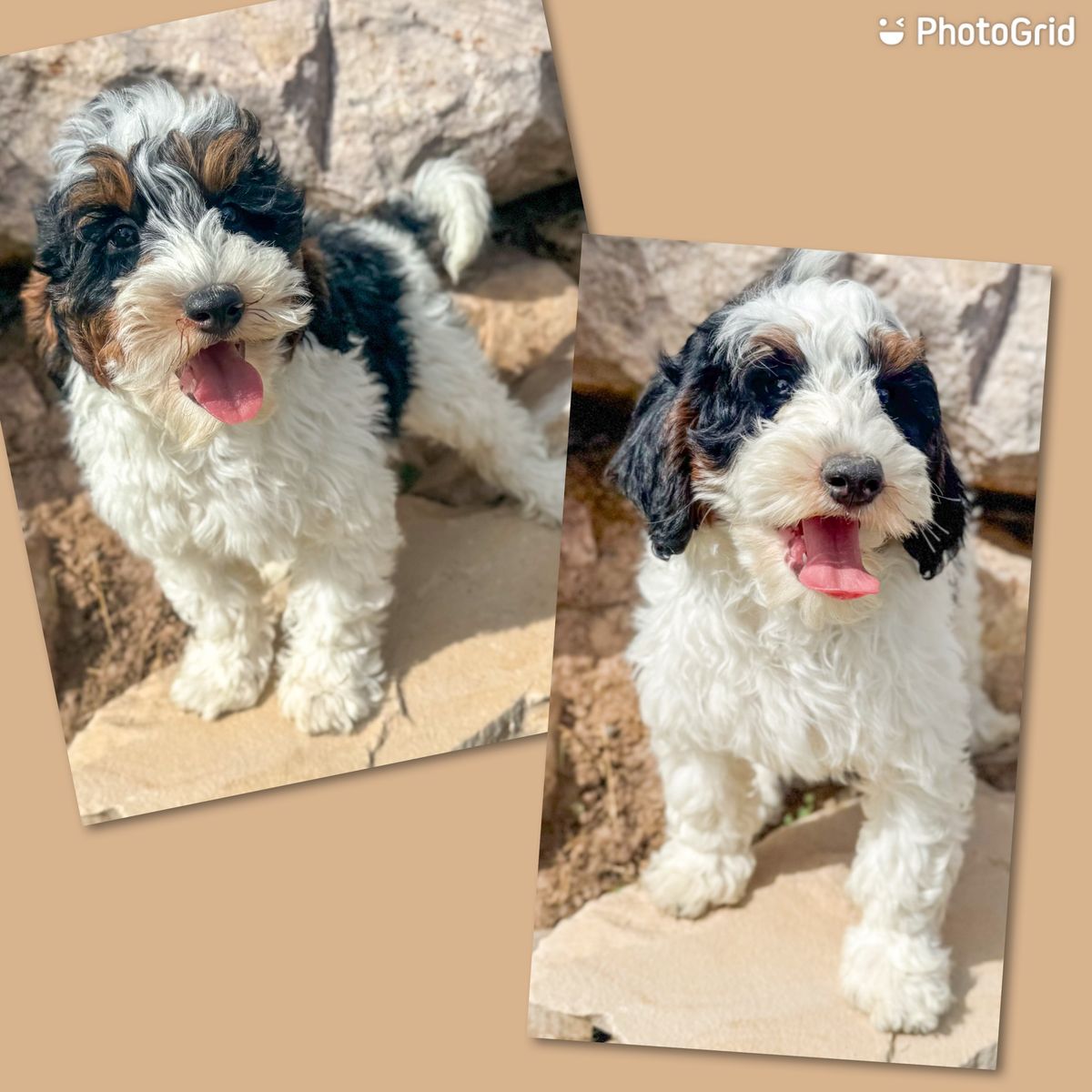 2 Beautiful Tri Color Bernedoodle Boys Ready Now.