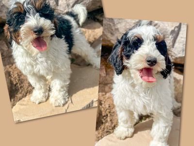2 Beautiful Tri Color Bernedoodle Boys Ready Now.