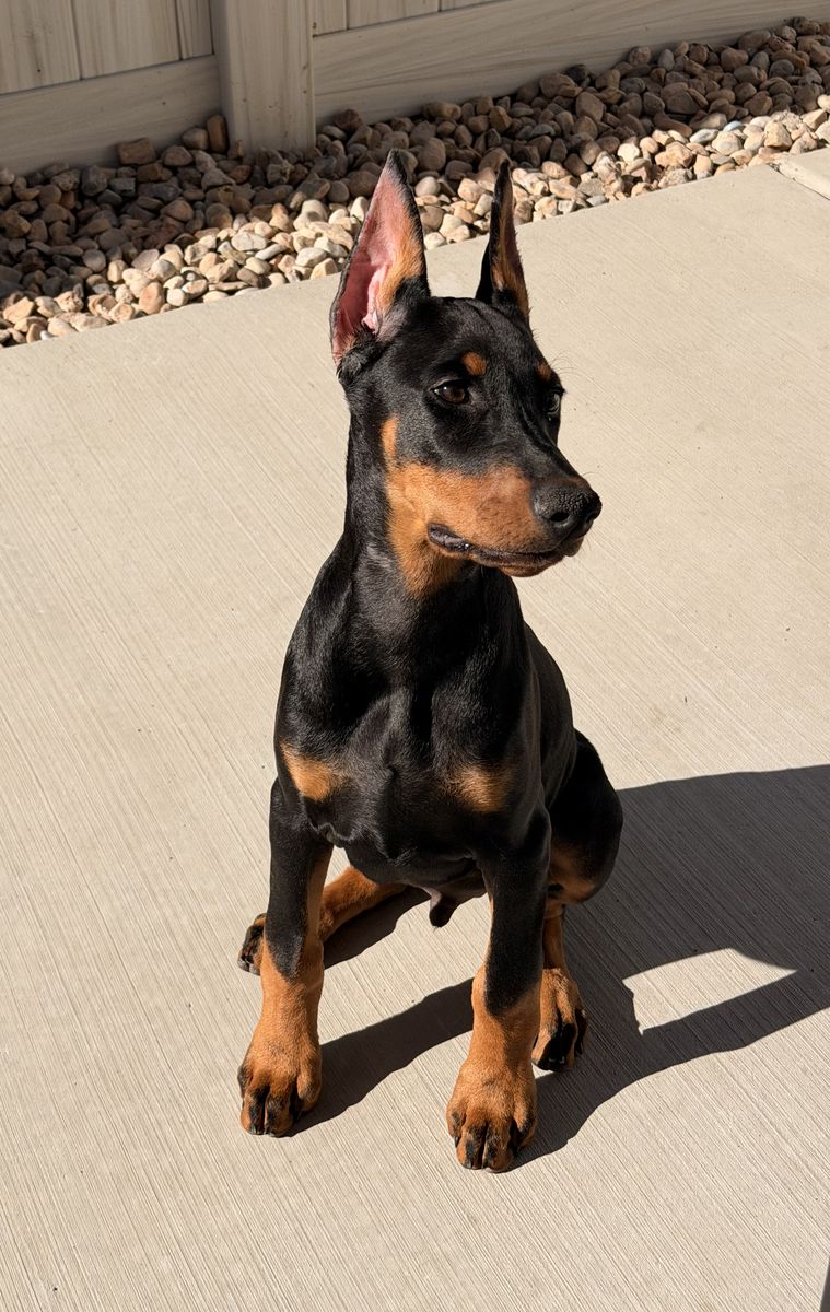 Doberman Phinsher European