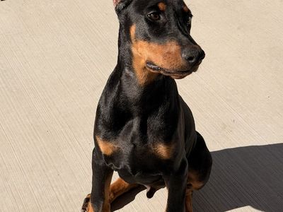 Doberman Phinsher European