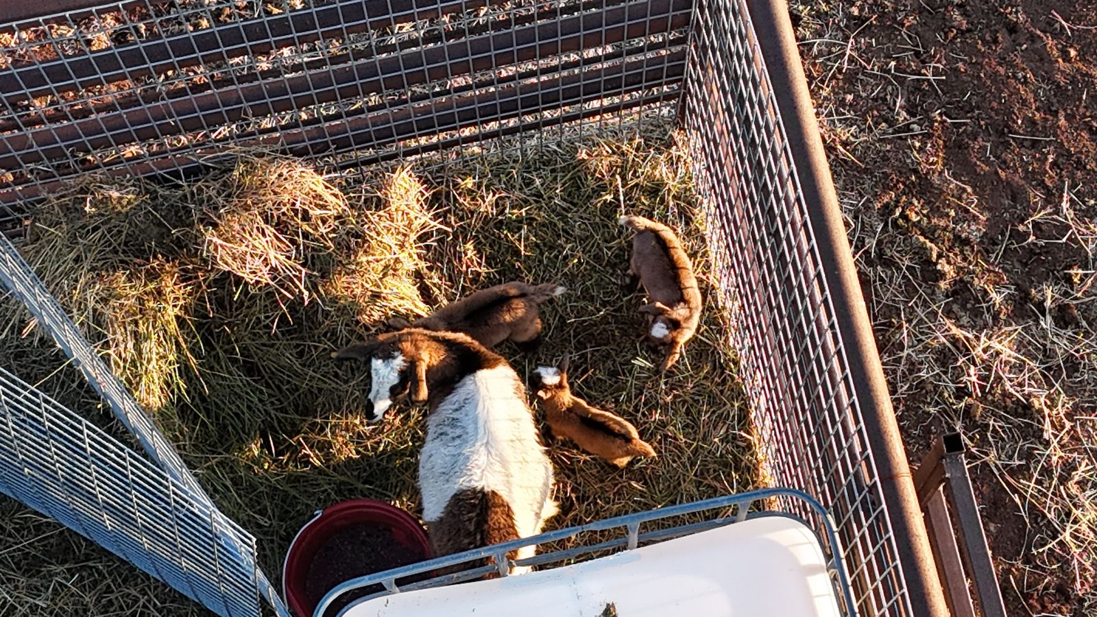 Nigerian Dwarf Goats