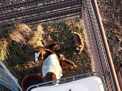 Nigerian Dwarf Goats