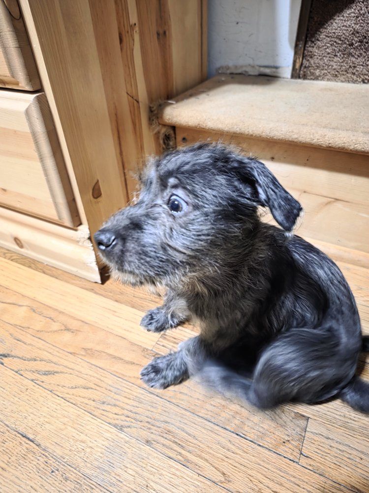Chihuahua/Terrier mix