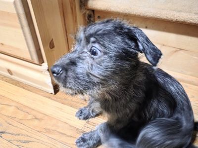 Chihuahua/Terrier mix