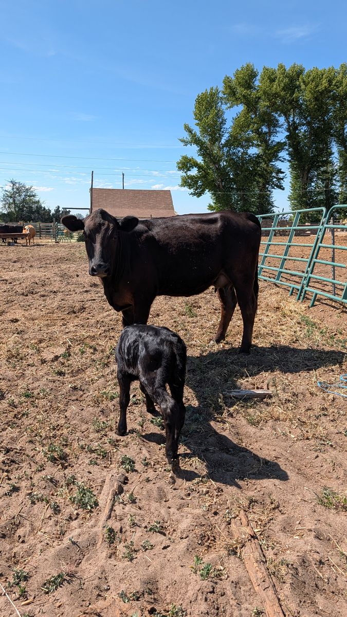 Angus pair