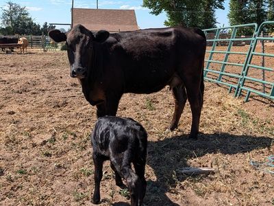 Angus pair