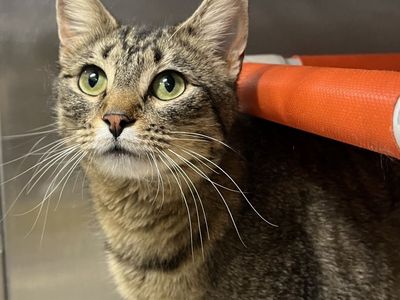 Hello my name is Soba