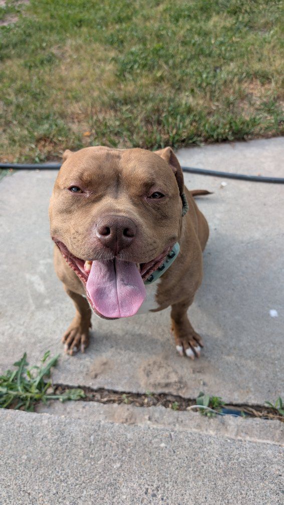 American Staffordshire