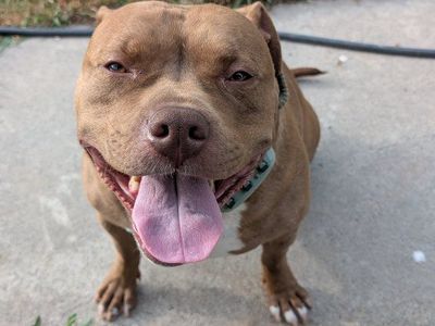 American Staffordshire