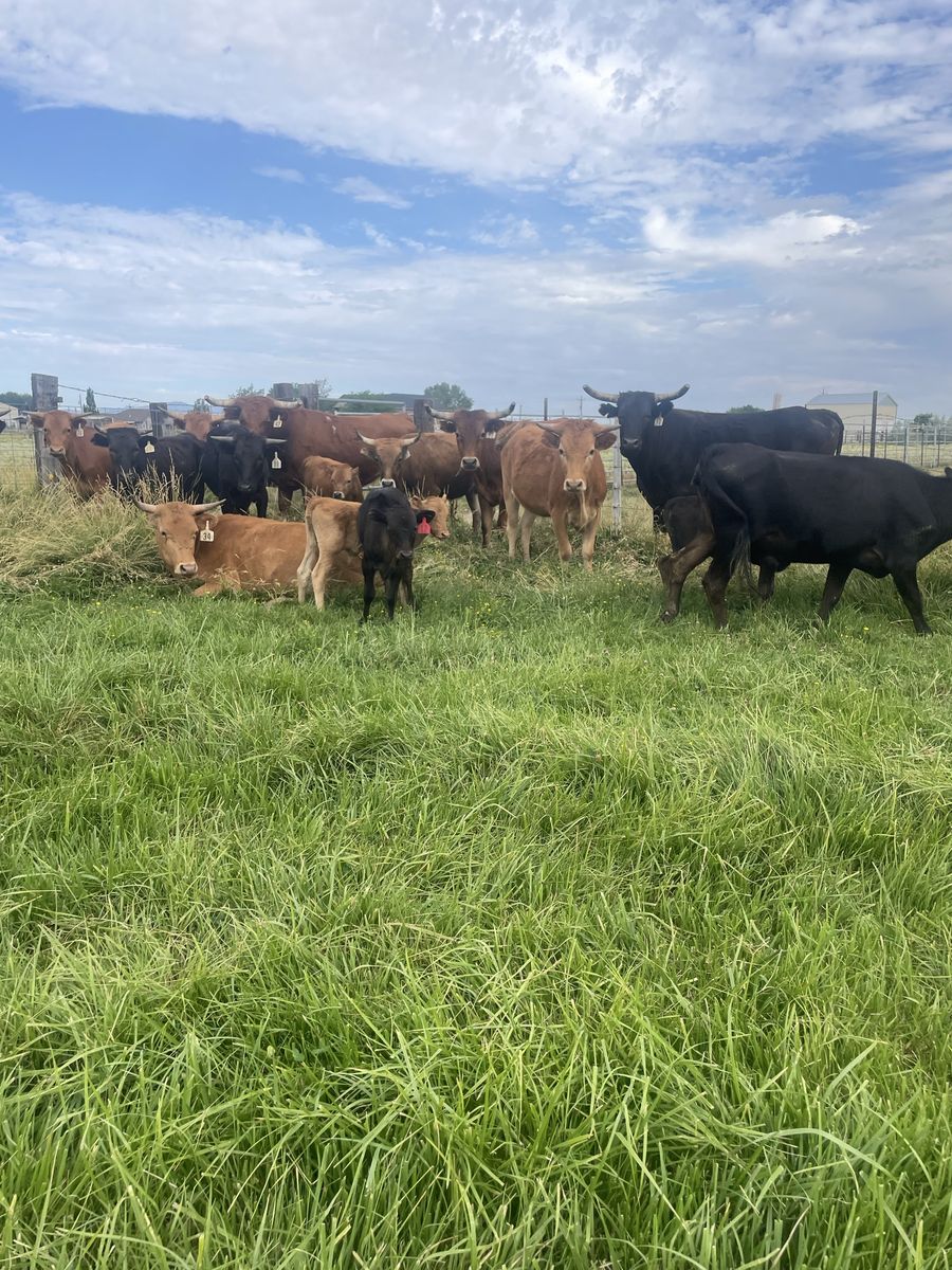 Herd of Cattle, rope Steers, and Calves $2000-1700