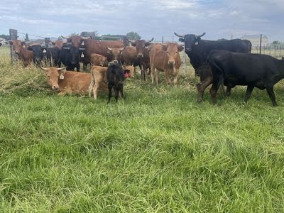 Herd of Cattle, rope Steers, and Calves $2000-1700