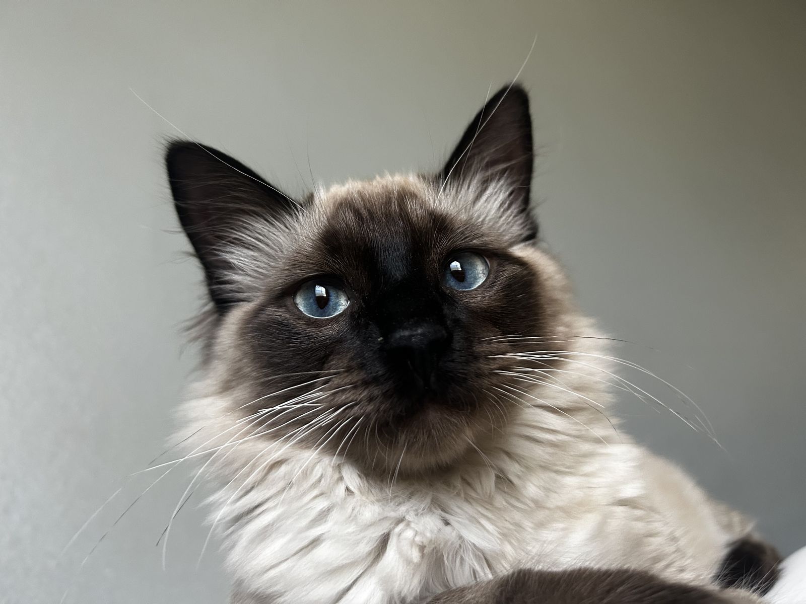 Rehoming Milo – A year Old Siamese/Balinese Kitten Looking for new loving home