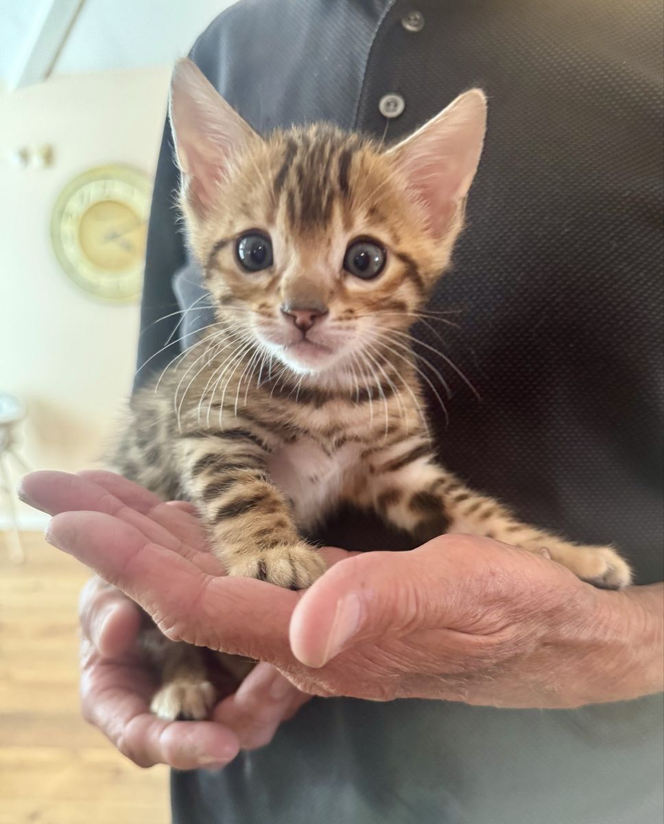 Bengal kitten for sale