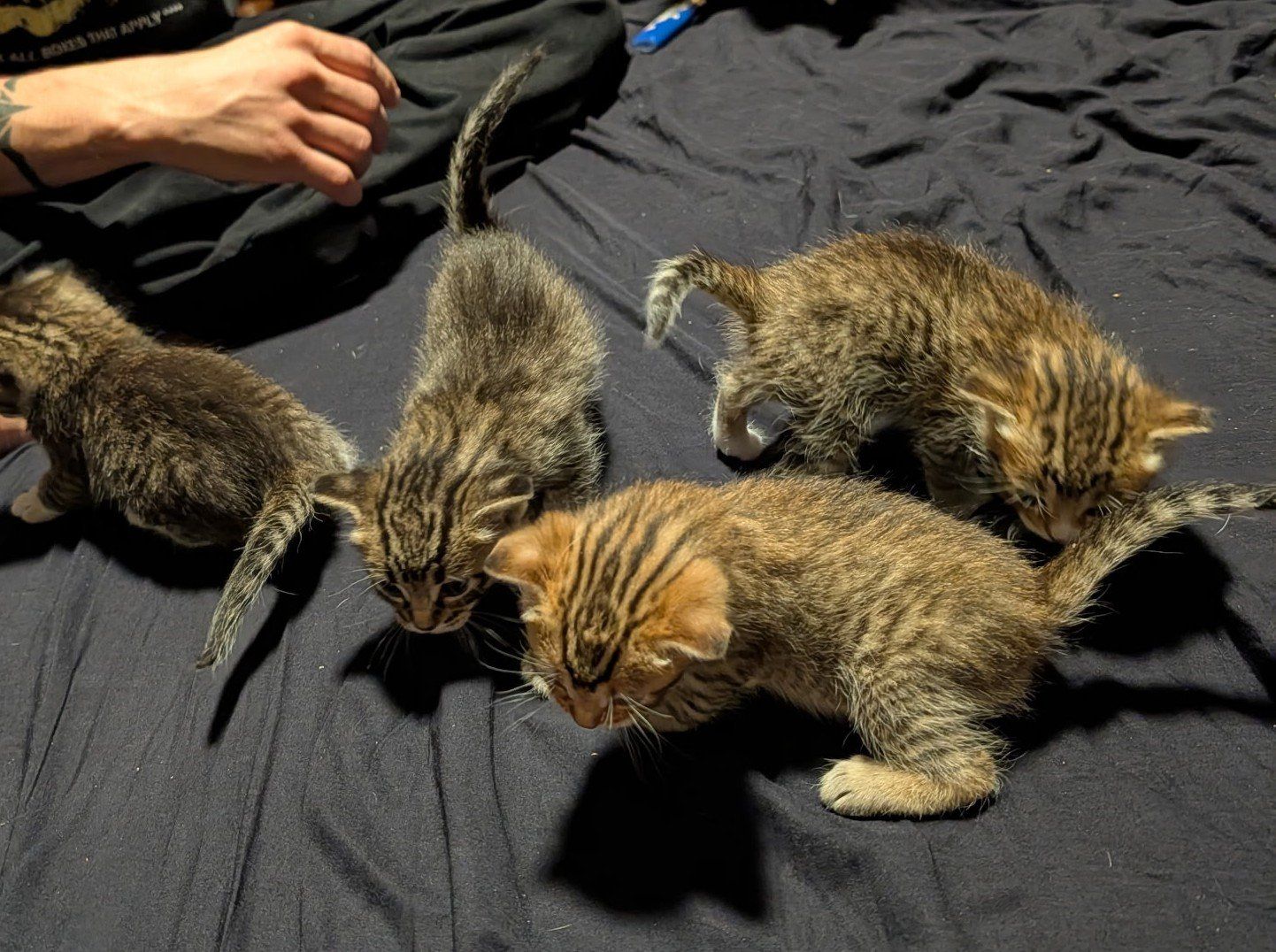 Domestic Shorthair Tabby Kittens