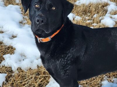 AKC Black Labrador Retriever STUD