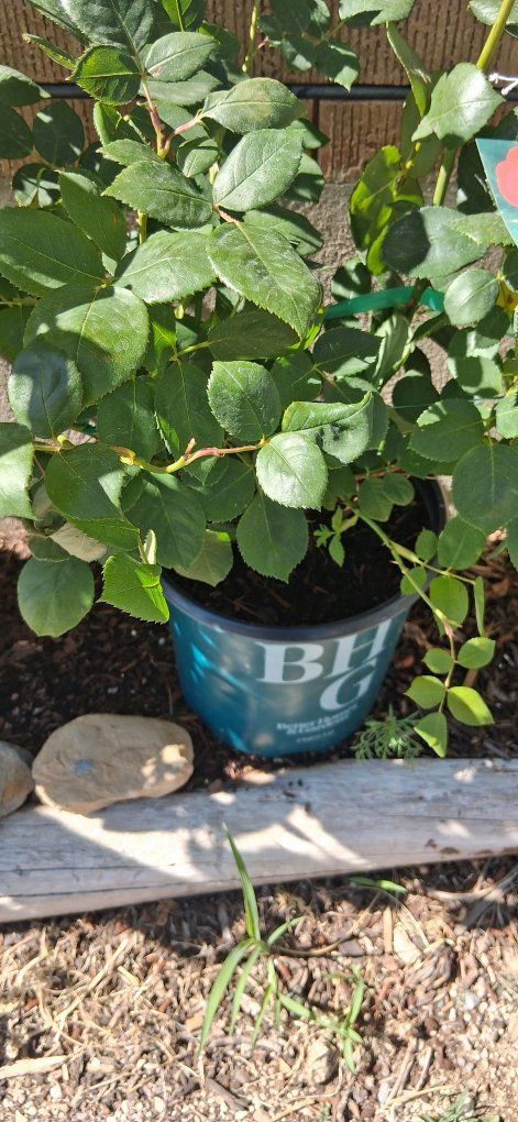 Rose 'Sweet Spirit' Live Plant - Full Sun Shrubs. 2 yellow, 2 coral, 1 light pink. 4 @ for $85 or $25 each.