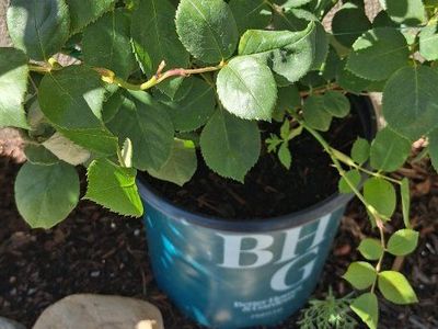 Rose 'Sweet Spirit' Live Plant - Full Sun Shrubs. 2 yellow, 2 coral, 1 light pink. 4 @ for $85 or $25 each.
