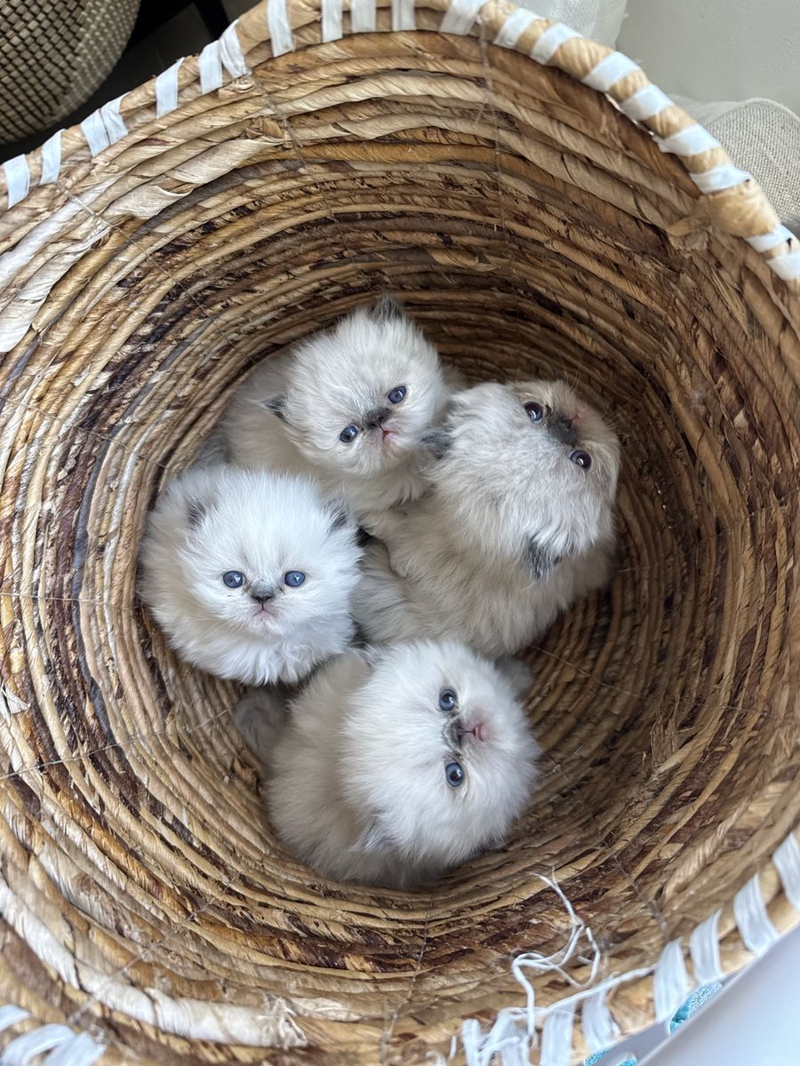 Purebred Persian Kittens