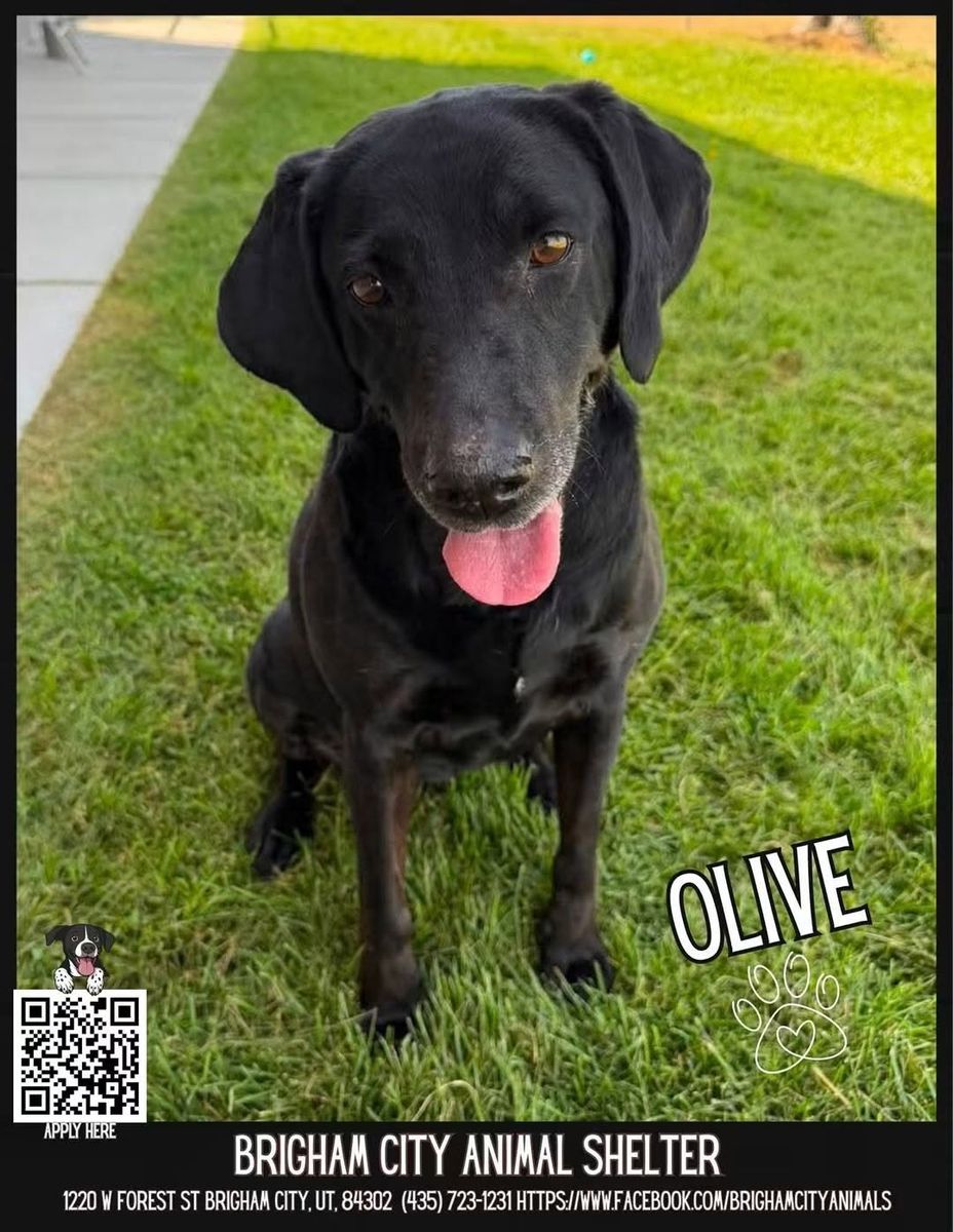 Olive Needs A Forever Retirement Home! Please Adopt!