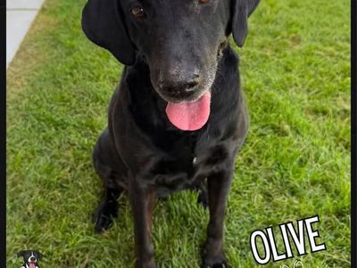 Olive Needs A Forever Retirement Home! Please Adopt!