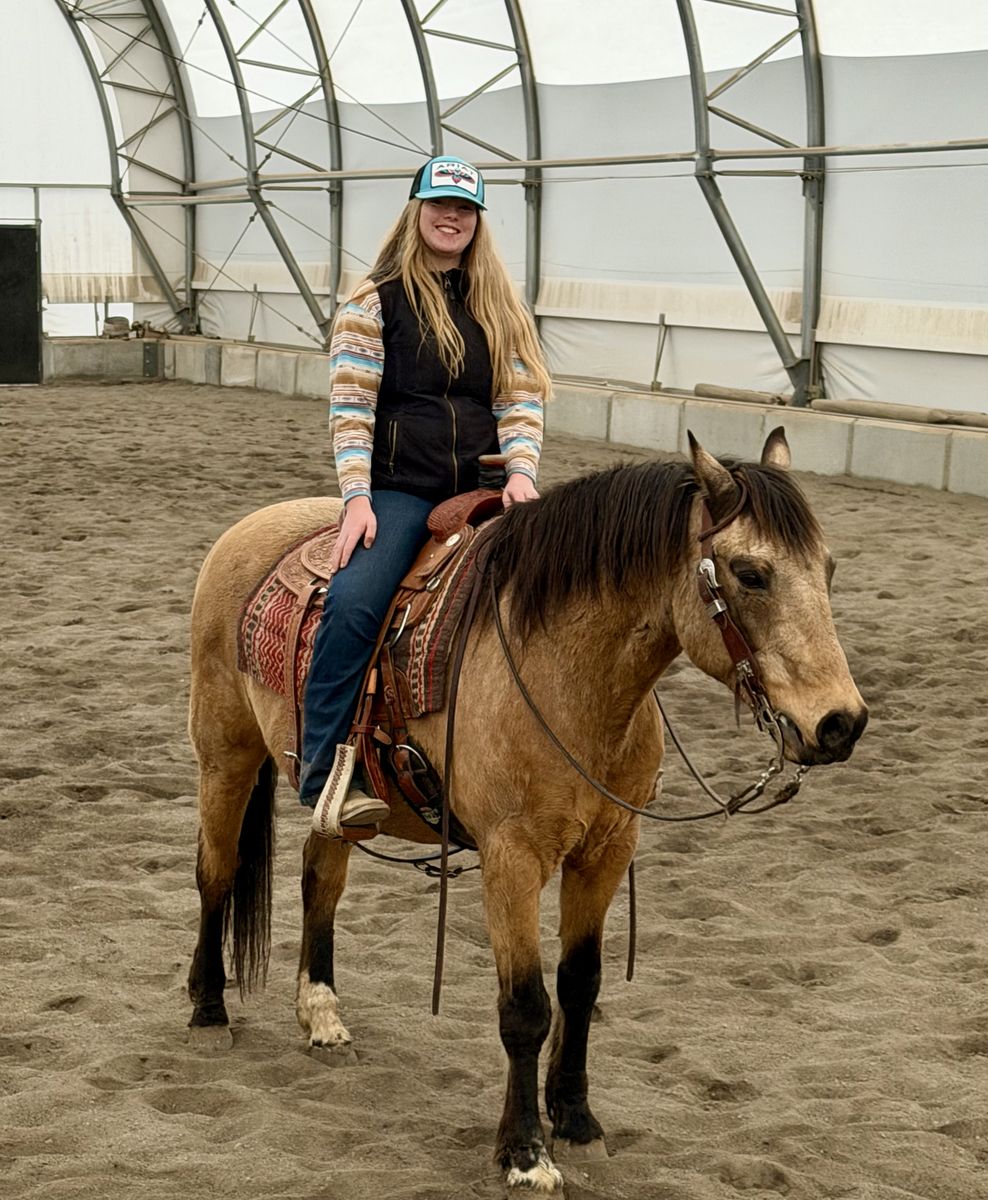 Gentle,  Family Safe Gelding