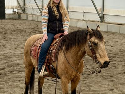 Gentle, Family Safe Gelding