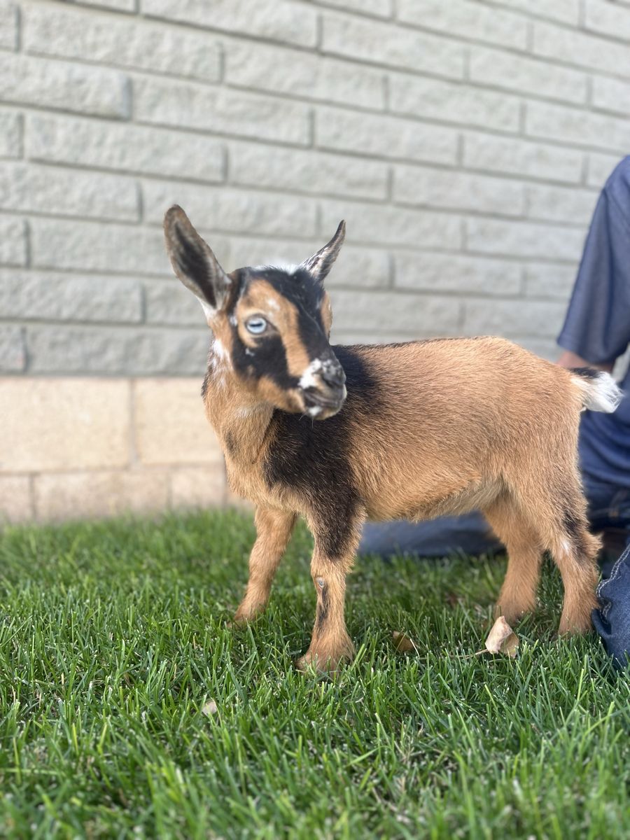 Gorgeous little Nigerian Dwarf Doeling