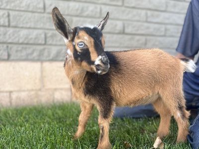 Gorgeous little Nigerian Dwarf Doeling
