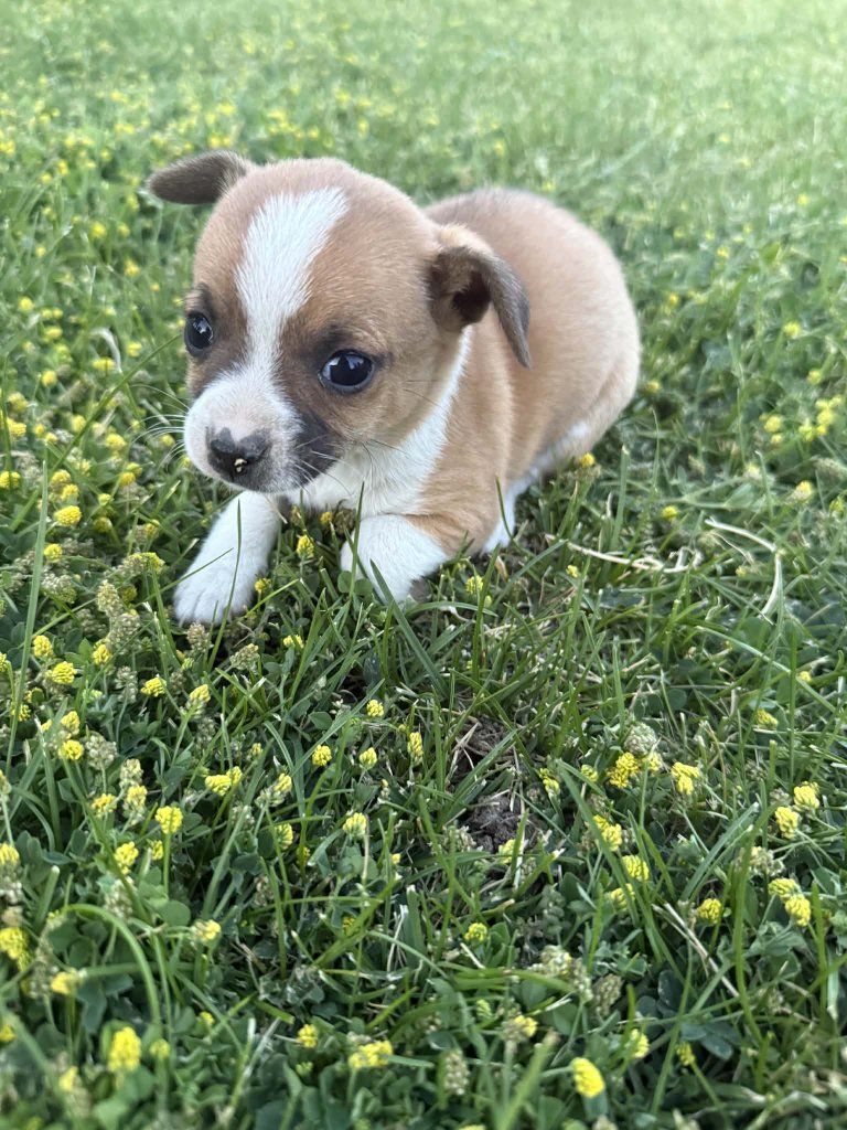 chihuahuas mix