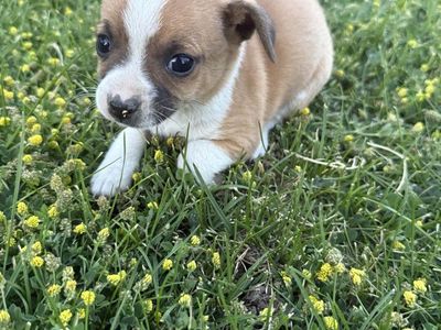 chihuahuas mix