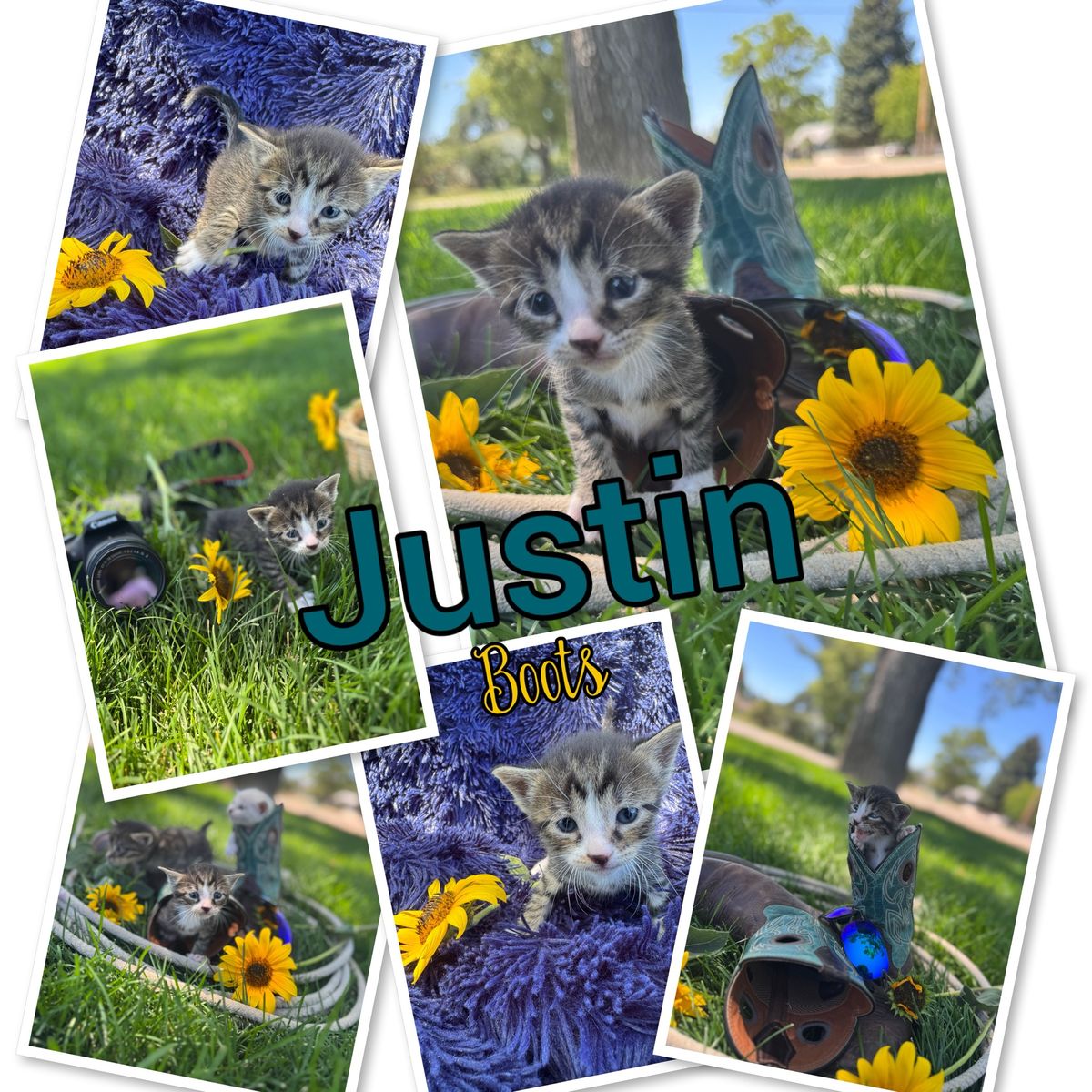 Love able kittens totally to fall for