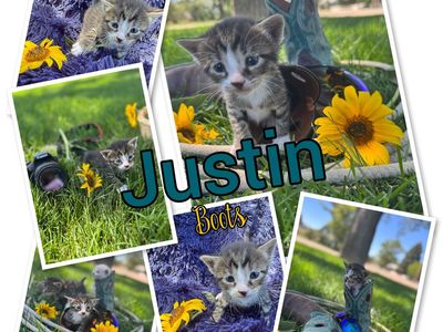 Love able kittens totally to fall for