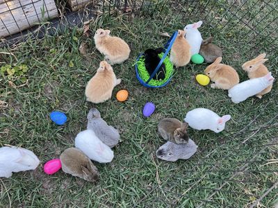 Easter Bunnies!