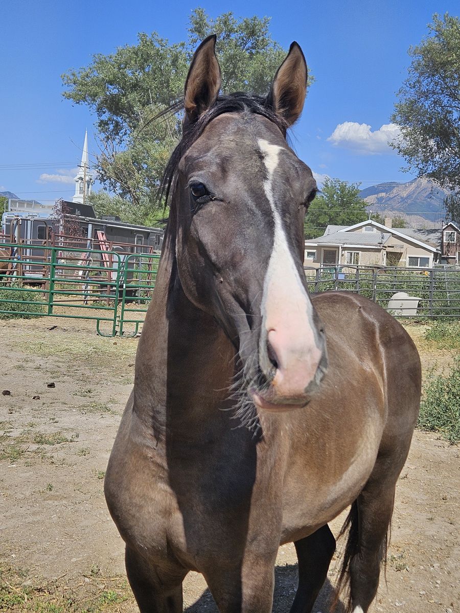 Grulla Tennessee walker w splash gene