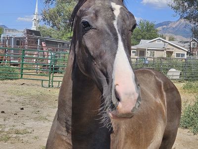 Grulla Tennessee walker w splash gene