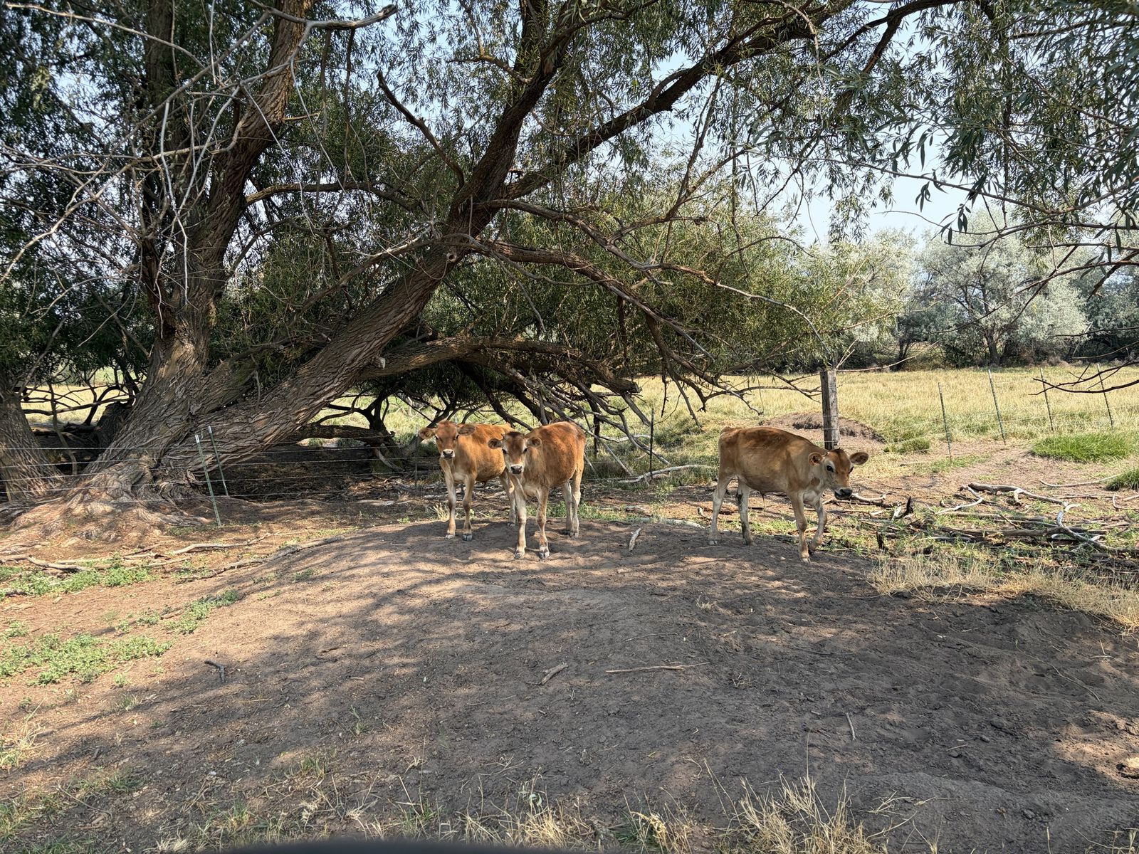 Jersey steer calves