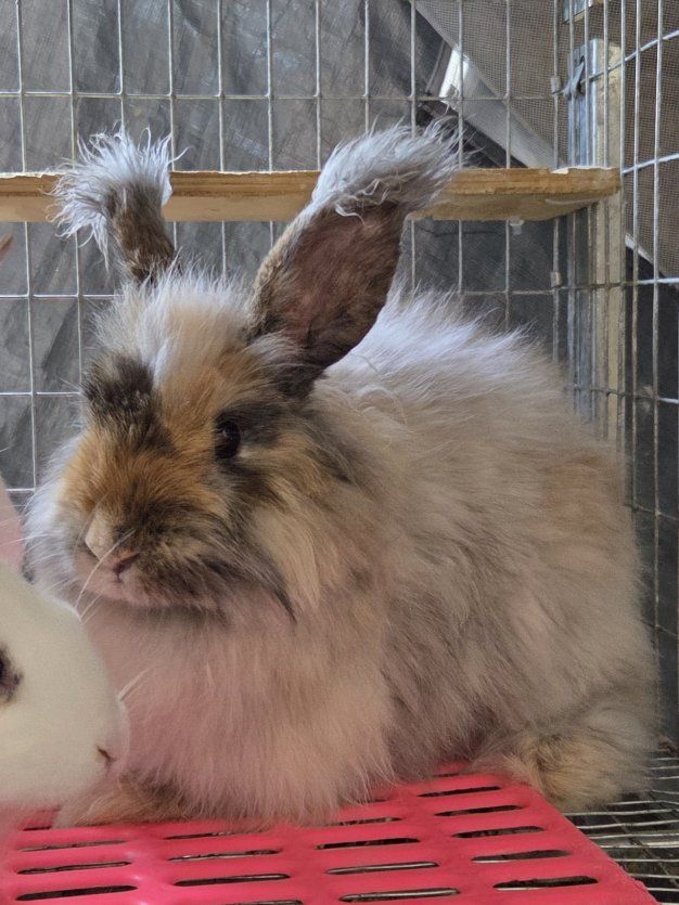 Angora Mix Magpie Harlequin Cross Bunny Rabbit Kits