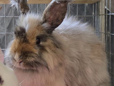 Angora Mix Magpie Harlequin Cross Bunny Rabbit Kits