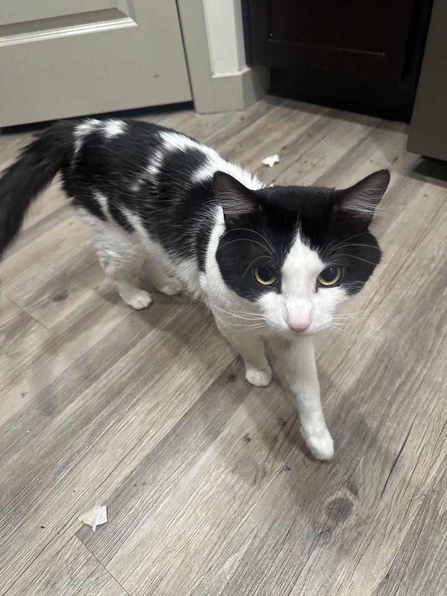 Bandit – 2-Year-Old Playful Cat Looking for Home