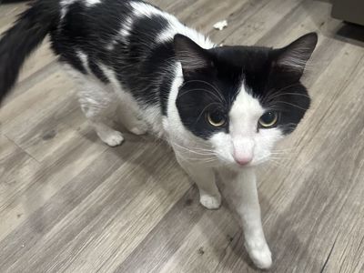 Bandit – 2-Year-Old Playful Cat Looking for Home