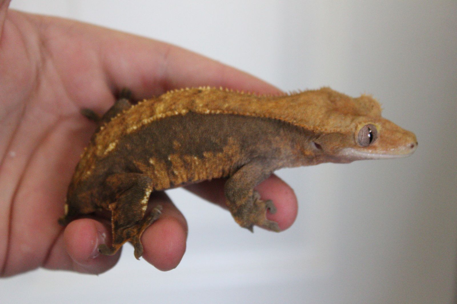 Female ready to breed crested gecko