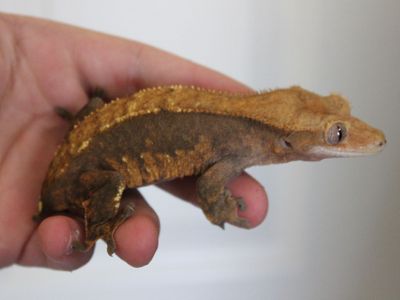 Female ready to breed crested gecko